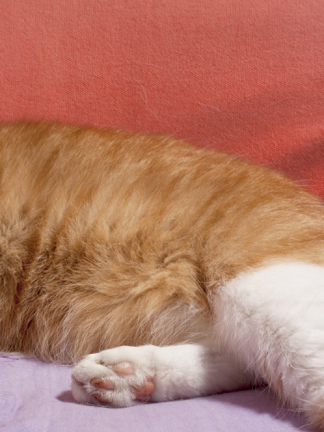 Lonneke van der Palen, Vos, 2010