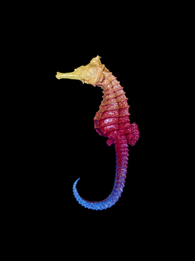 Lonneke van der Palen, Souvenir, 2011